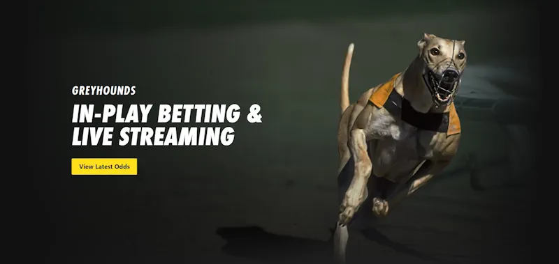 bet365 greyhound live in game screenshot