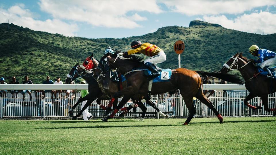 Field of racehorses galloping past the rails